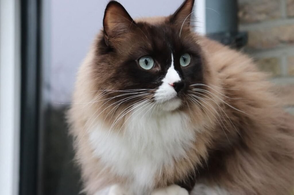 514641122_23963341113332828_2824554182416283751_n